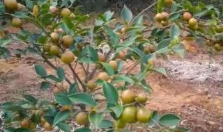 浙江大果红花油茶苗多少钱一株